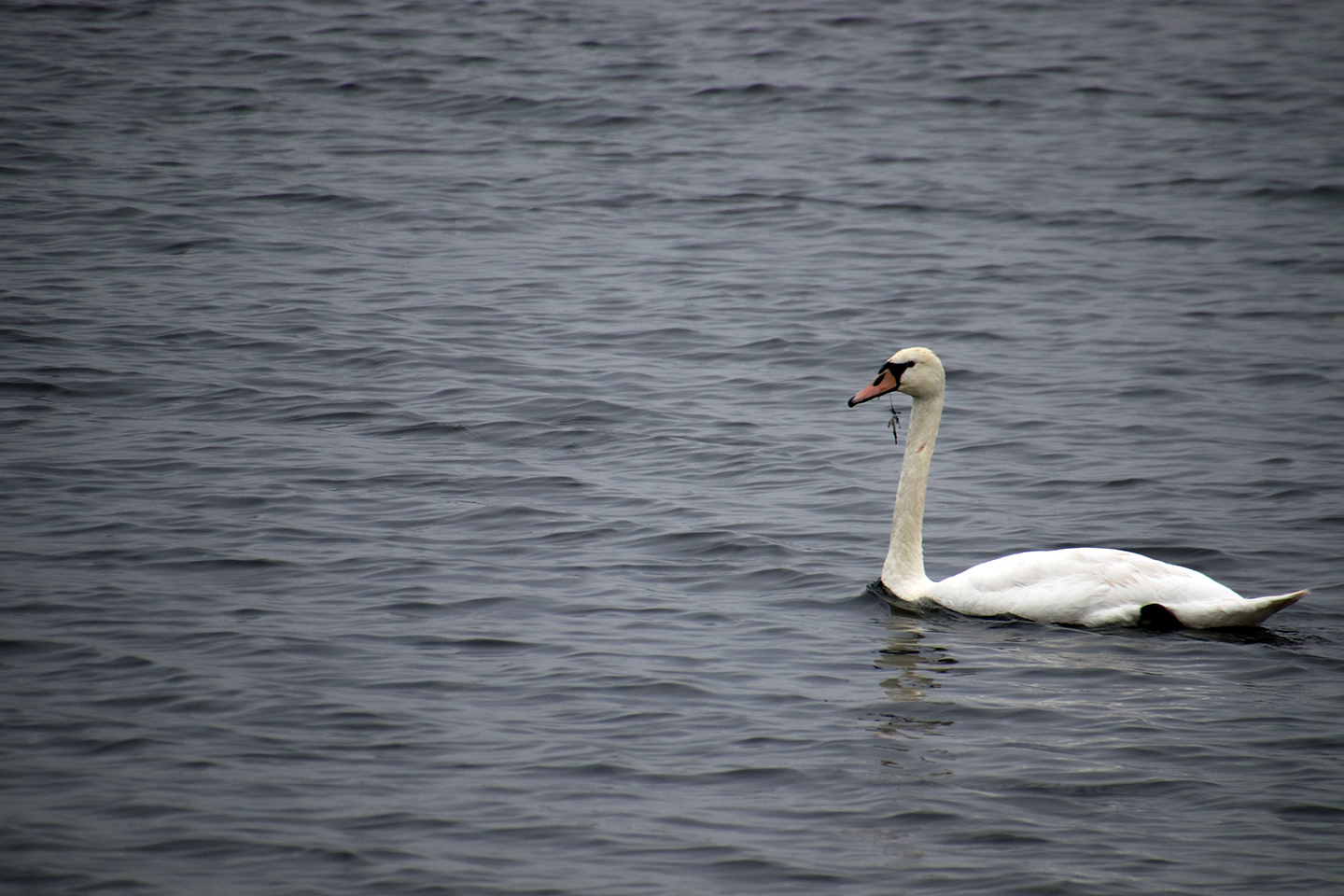 IMG_0320_1440x960