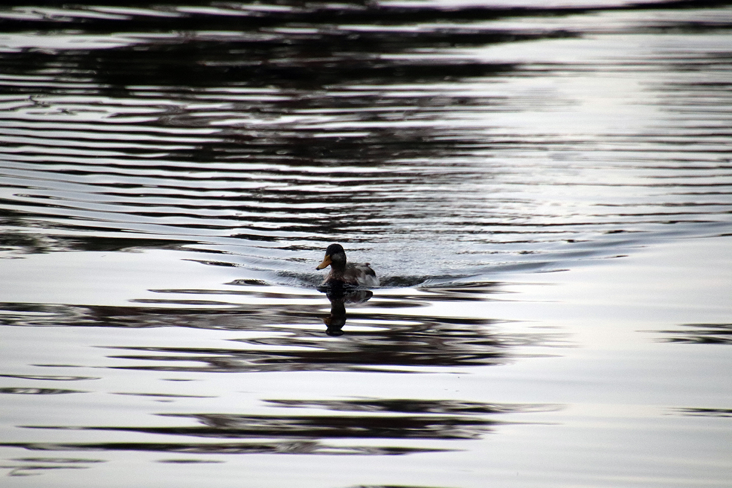 IMG_0422_1440x960