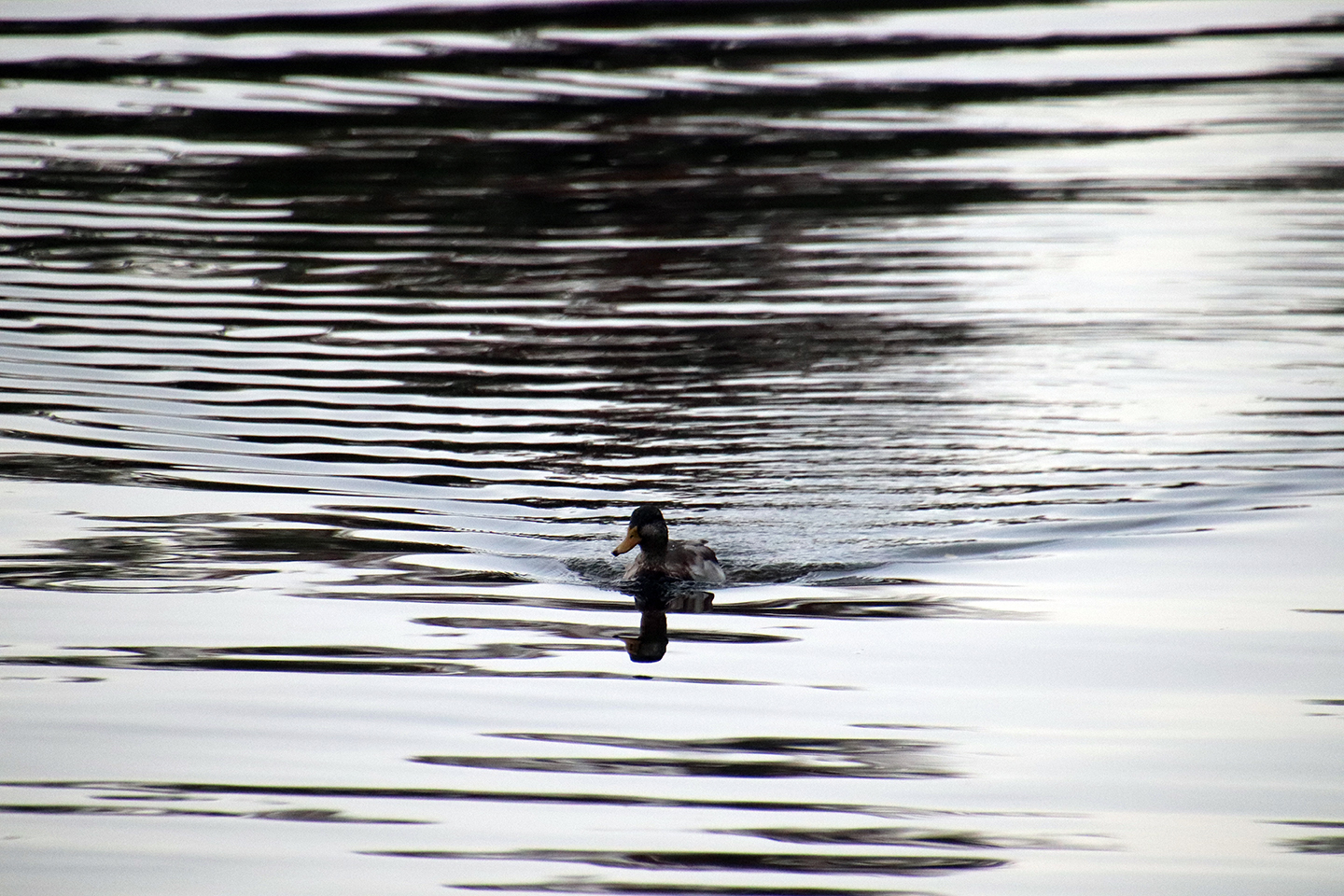 IMG_0424_1440x960