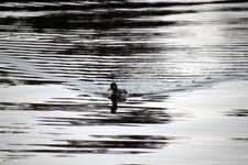IMG_0422_1440x960
