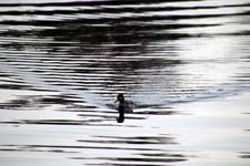 IMG_0424_1440x960