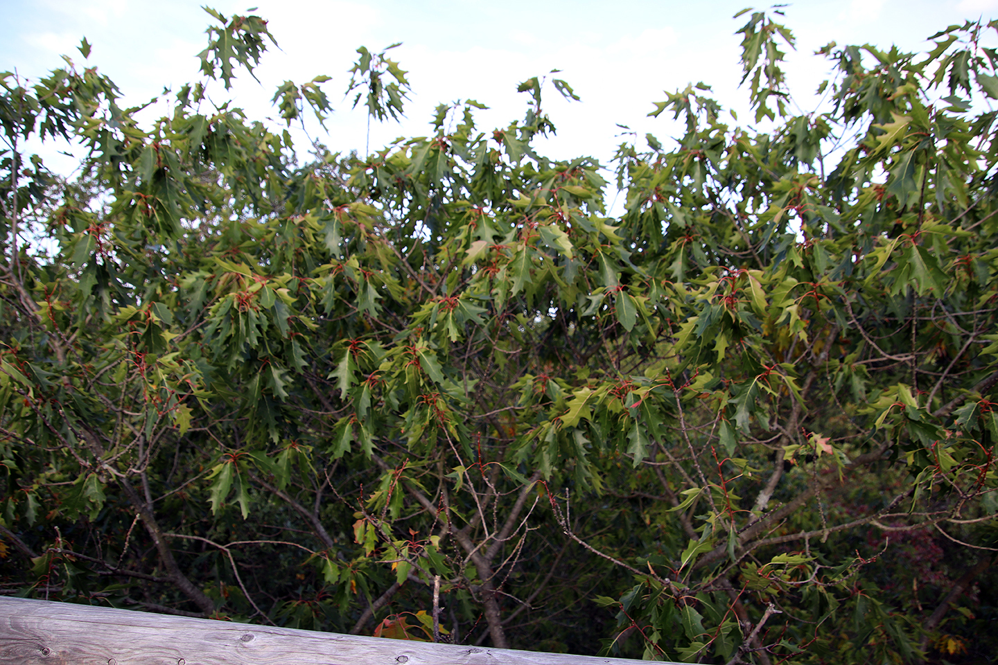 IMG_0725_1440x960