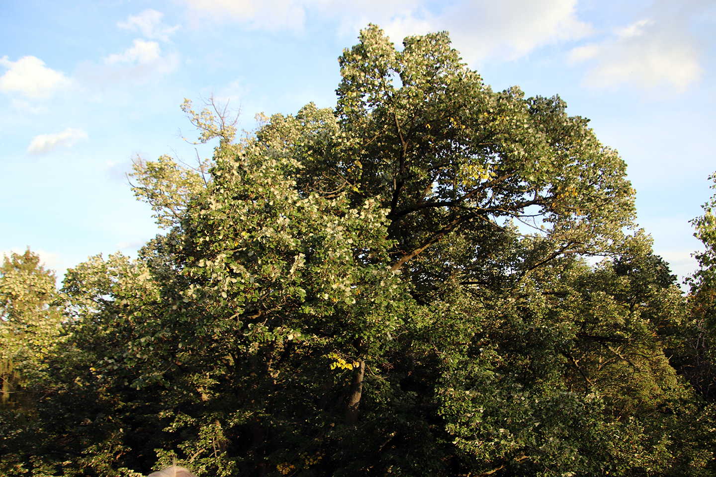 IMG_0762_1440x960