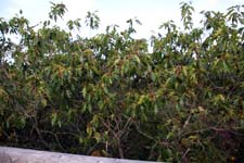 IMG_0725_1440x960