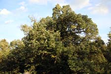 IMG_0762_1440x960
