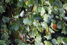 IMG_0765_1440x960