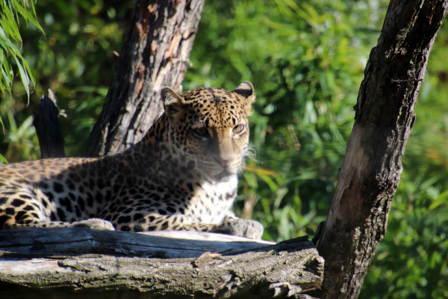 IMG_1234_1440x960