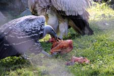 IMG_1330_1440x960