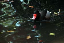 IMG_1420_1440x960