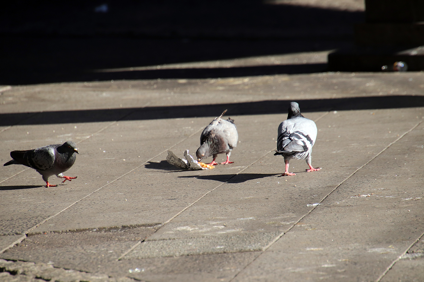 IMG_2129_1440x960