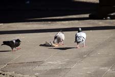 IMG_2129_1440x960
