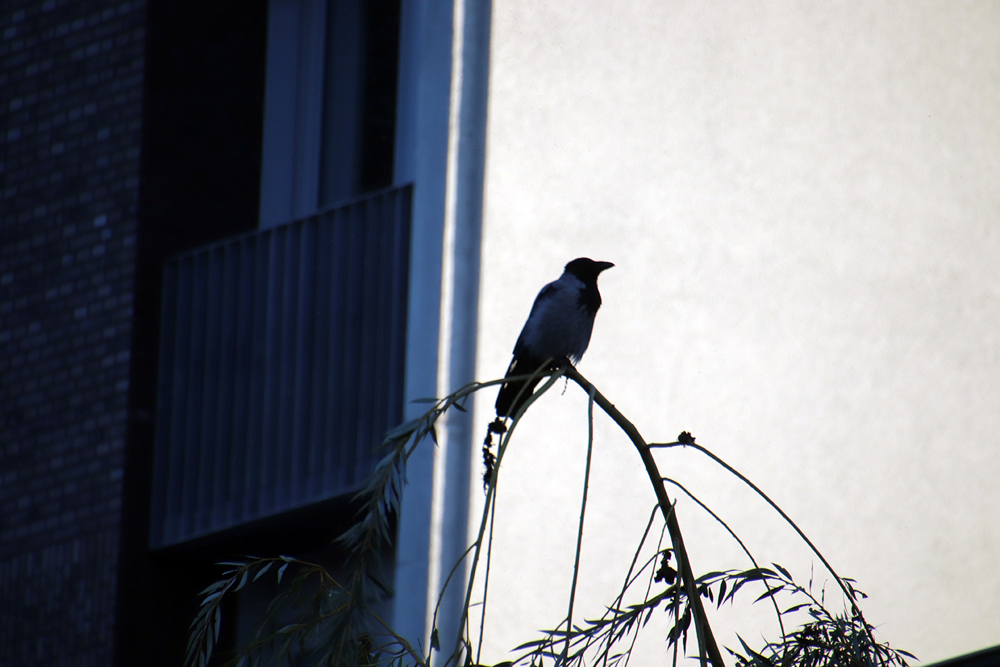 IMG_2496_1440x960
