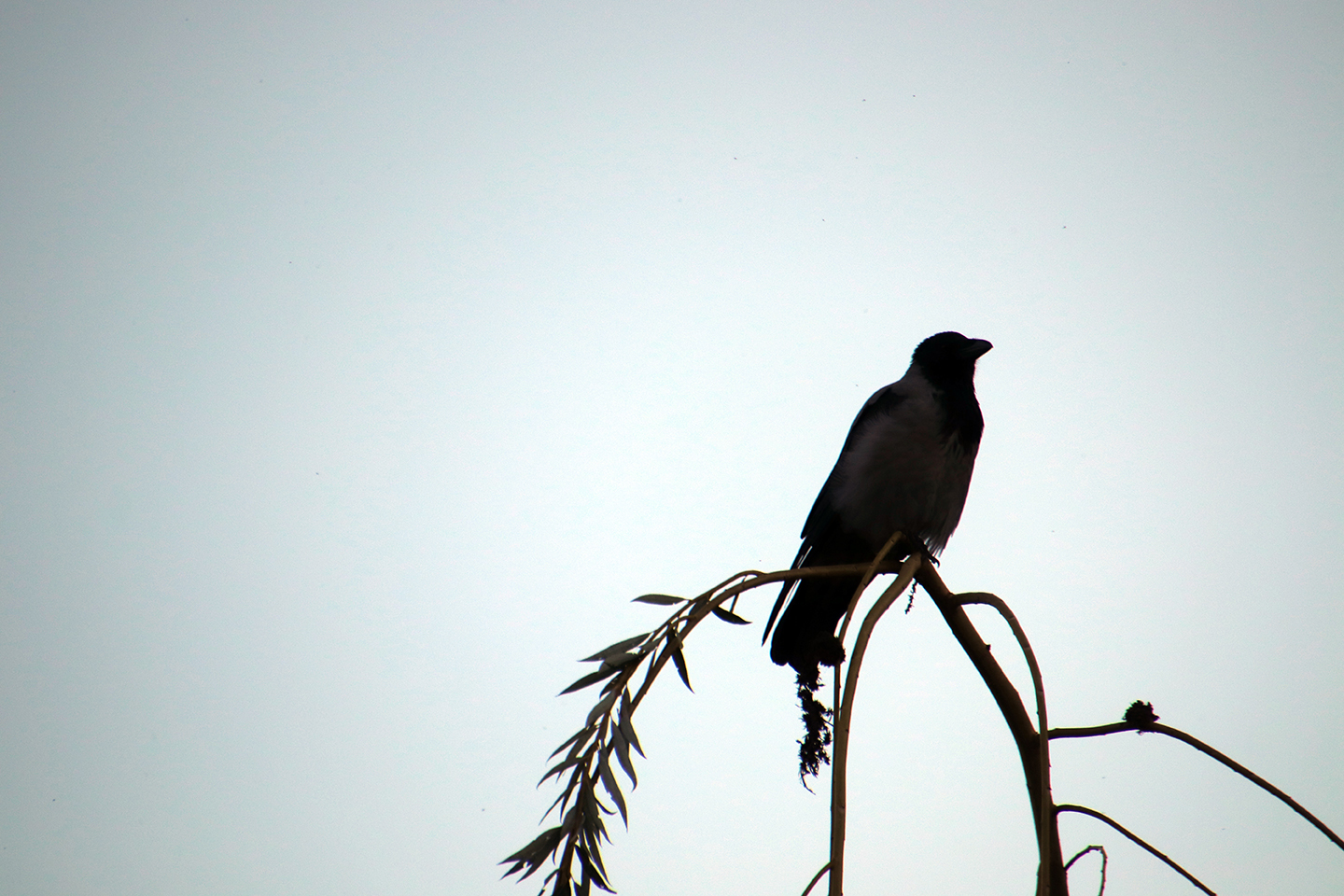 IMG_2498_1440x960