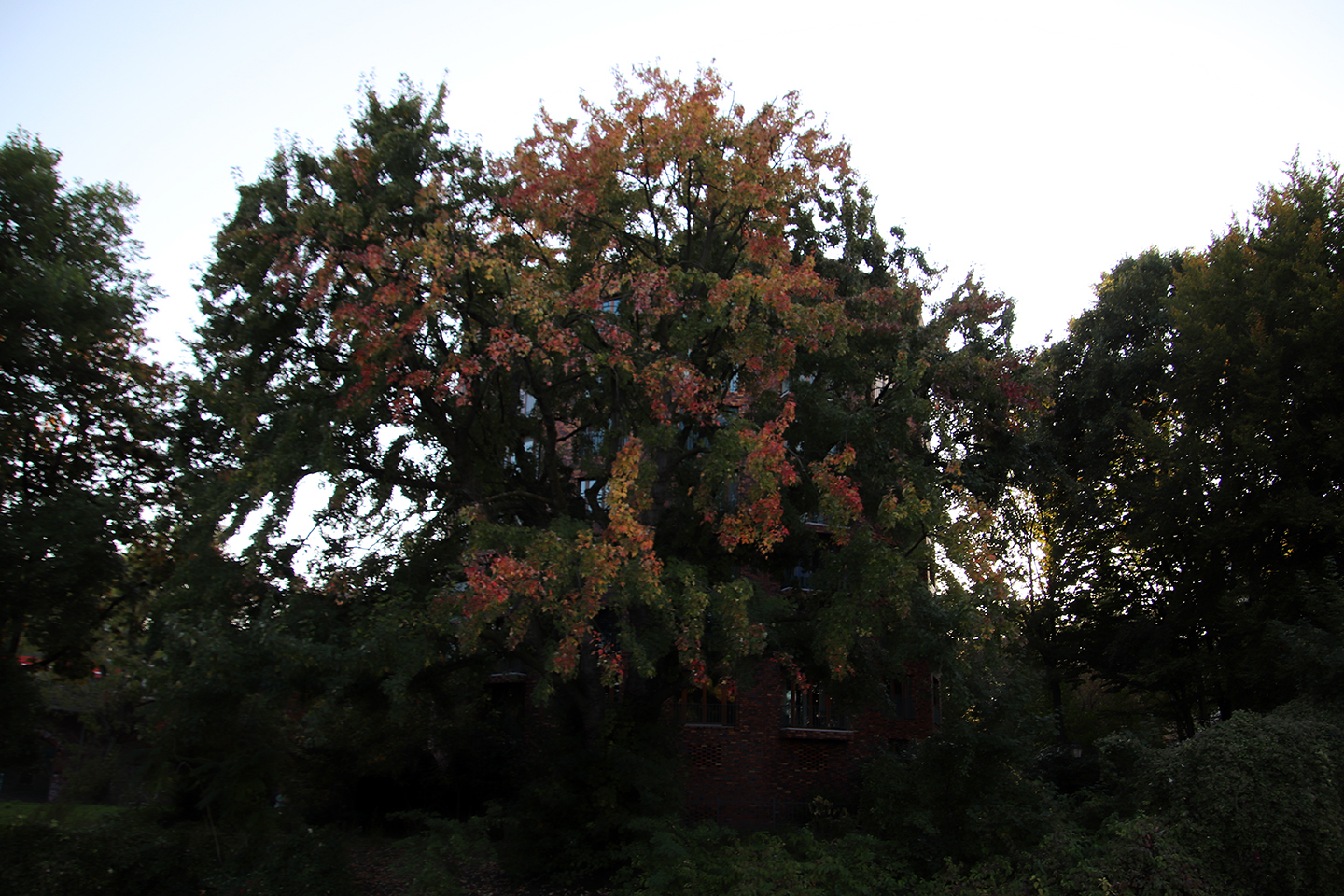 IMG_2567_1440x960