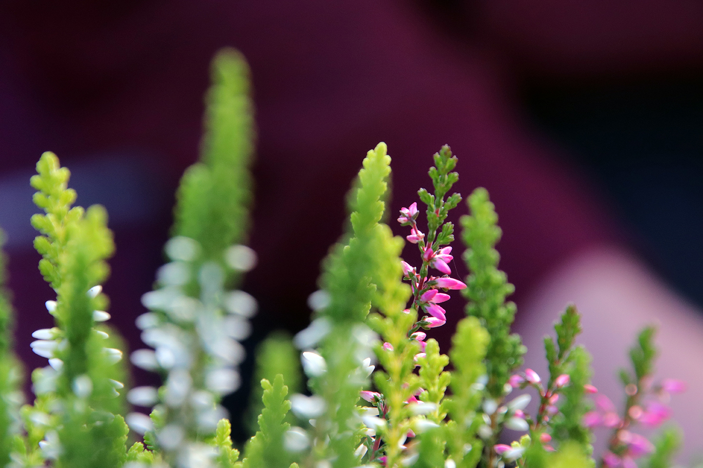 IMG_7306_1440x960