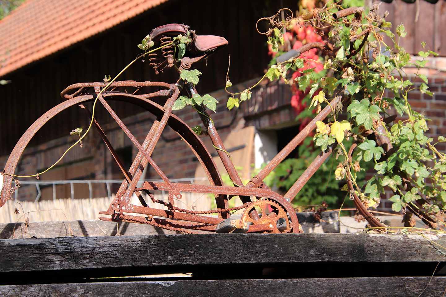 IMG_7357_1440x960