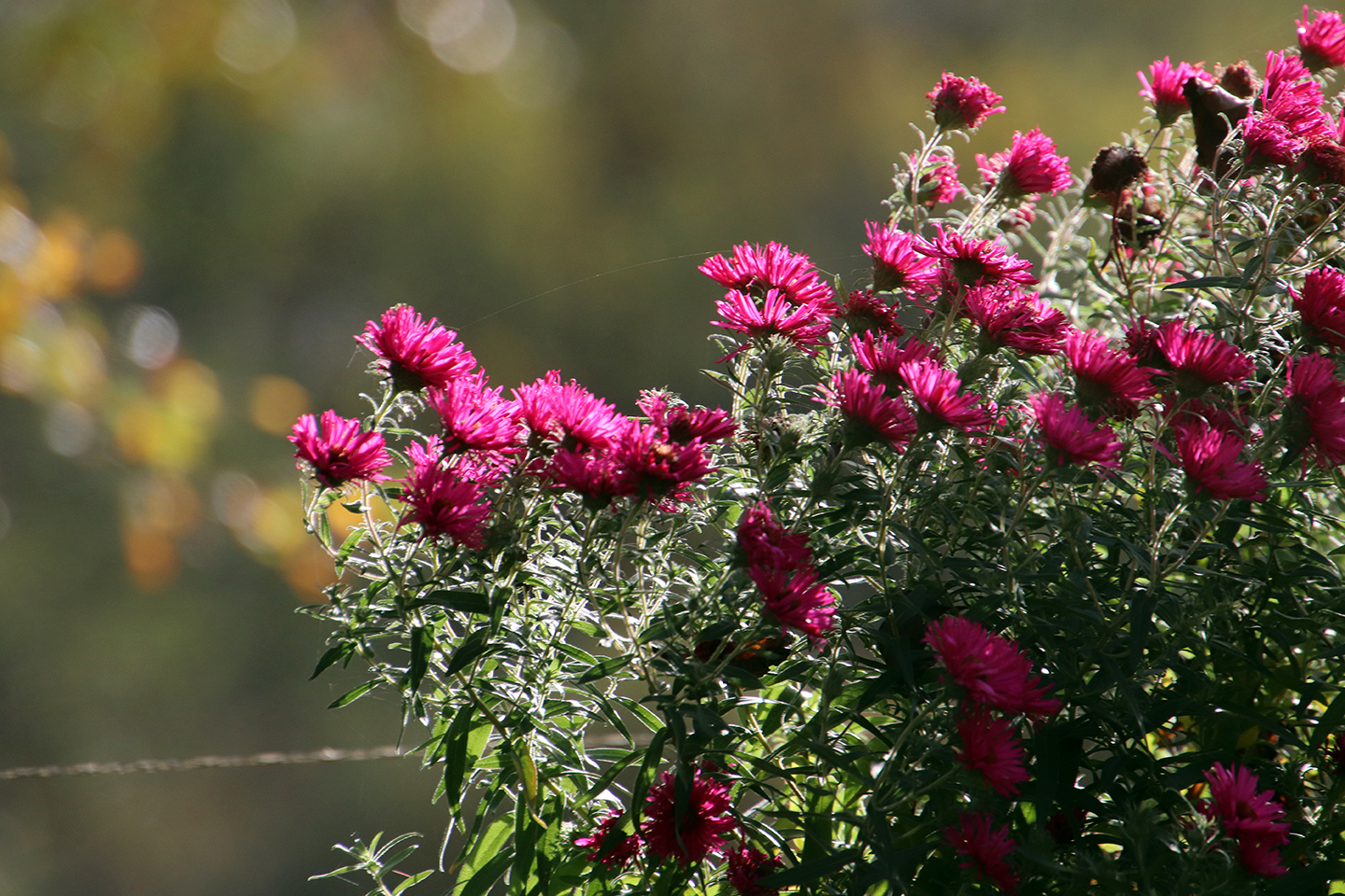 IMG_7448_1440x960