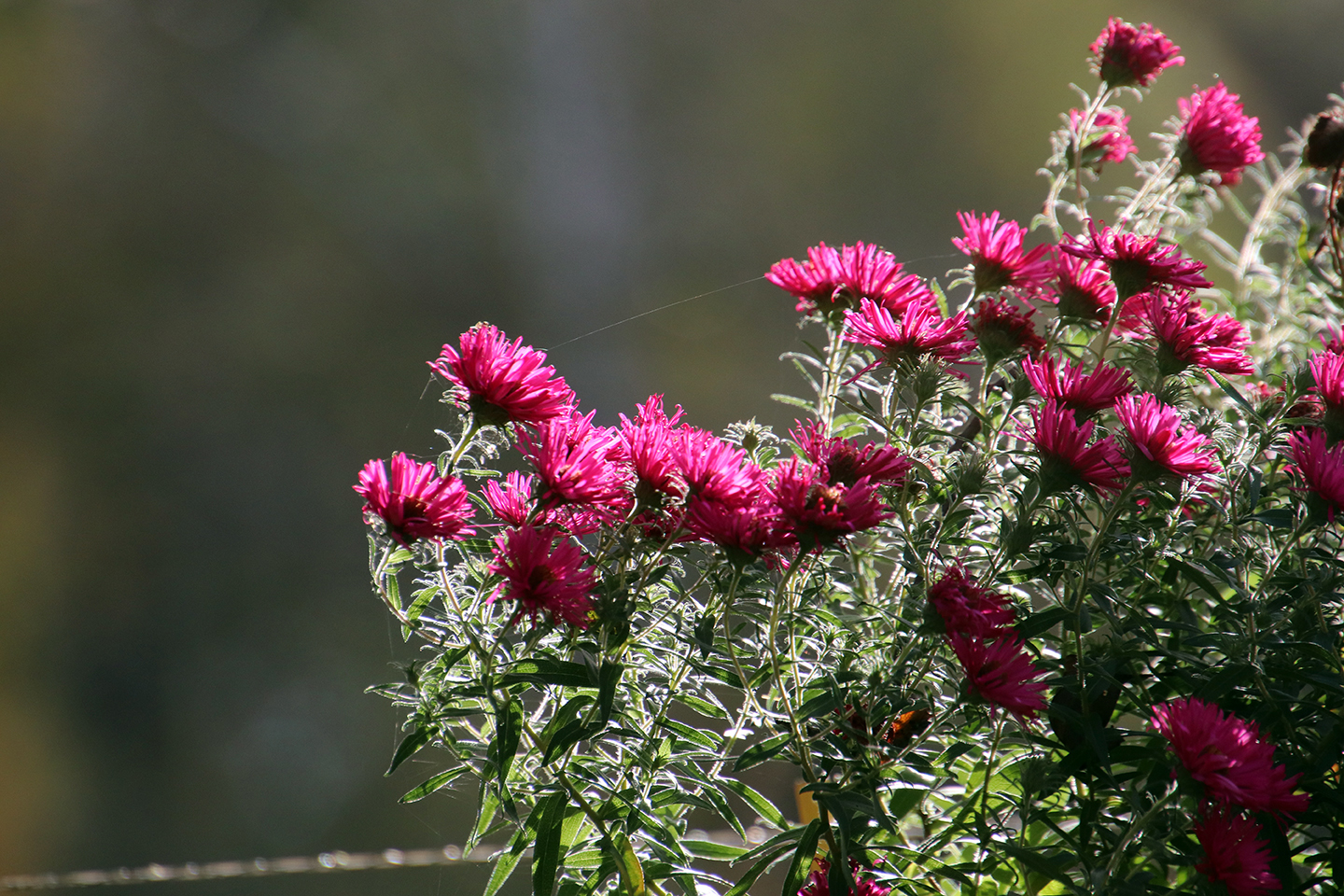 IMG_7449_1440x960