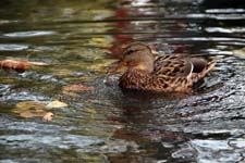 IMG_7398_1440x960