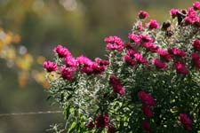 IMG_7448_1440x960